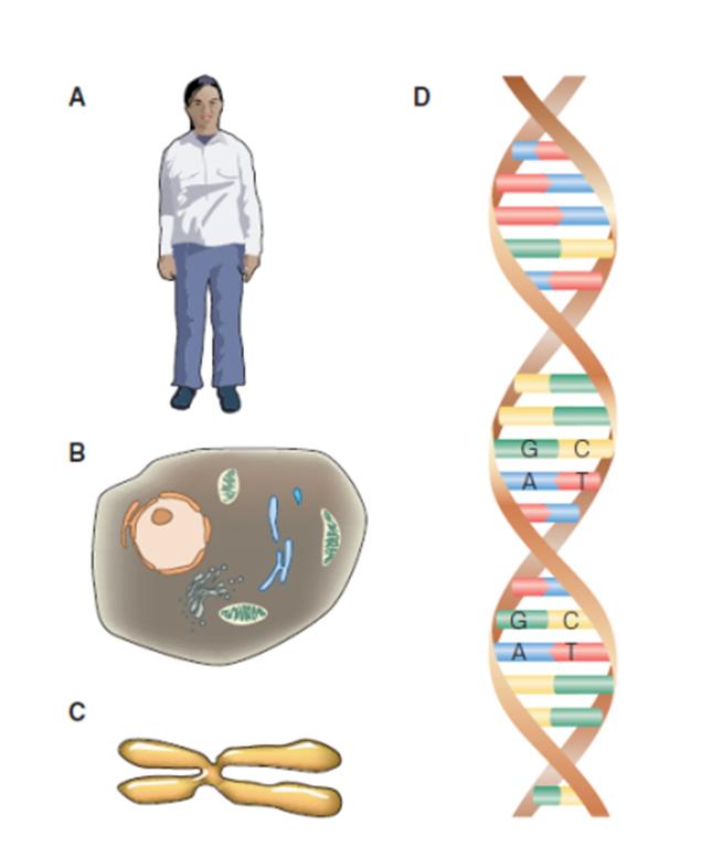 12.1 Structure of DNA Genetics is the study of how characteristics or traits are passed from parents to offspring. How are genes organized in your body? A. Your body contains trillions of cells B.