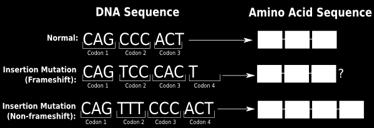Since the addition of amino acids to the protein chain is determined by the three base codons, when the overall sequence of the gene is altered, the amino acid