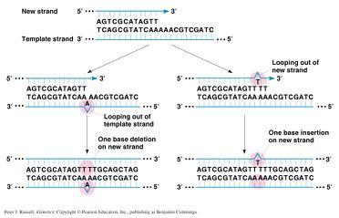 Different types DNA replication errors Addition and deletion by DNA looping-out.