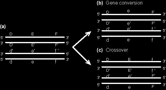 The DNA sequence is transferred from one copy (which remains unchanged) to another, whose sequence is altered.