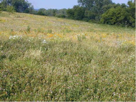 Swithgrass or mixed prairie grasses for cellulose may give higher yields w/ lower