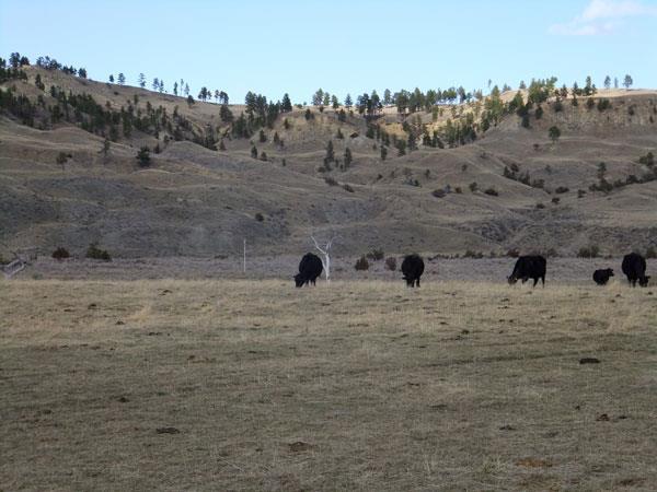 Acreage 6,644+/- total 2,733+/- Deeded Acres 640+/- ac State lease 3,271+/- ac BLM or 504 aums The ranch has 5 miles of cottonwood tree creek bottoms in a wide creek valley, high cedar and pine