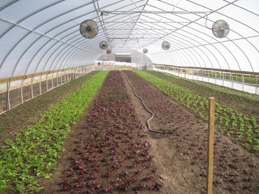 Extended Season Lettuce Production Lewis W. Jett 1 West Virginia University Horticulture Specialist Figure 1. High tunnels can be used for extended season head lettuce production.