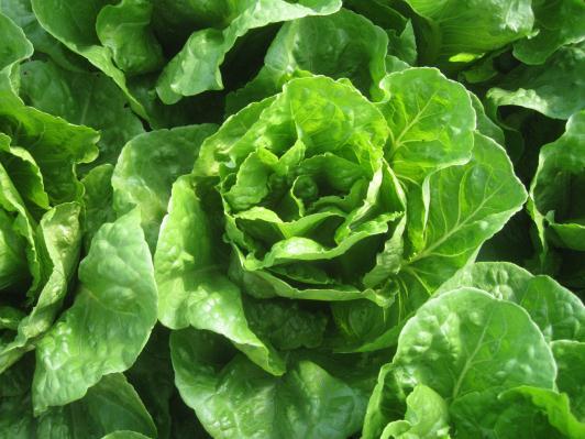 Lettuce is a cool season crop with an optimal temperature for growth of 60-65⁰F, yet it may be possible to grow a lettuce crop year-round in the Mid-Atlantic region using a combination of suitable