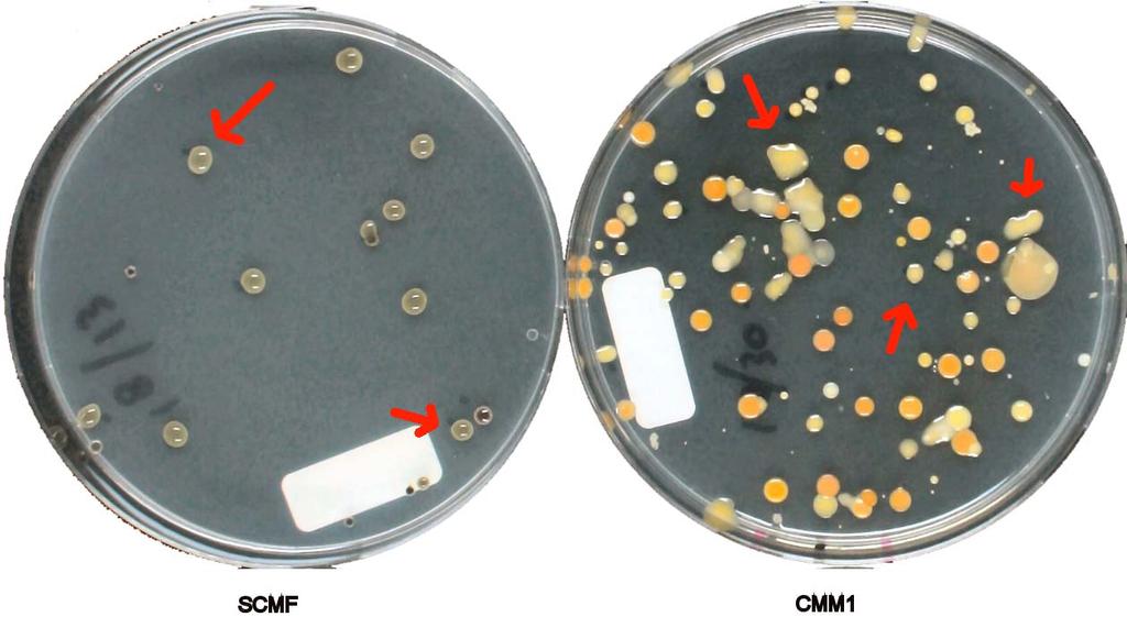 Fig. 1C. Examples of morphology of of the Cmm spike (ZUM3059) in presence of saprophytic bacteria on SCM fast en Cmm1Tris100 after 7 days of incubation at 28 C.