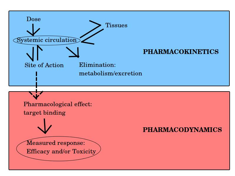 Linking Pharmacokinetics