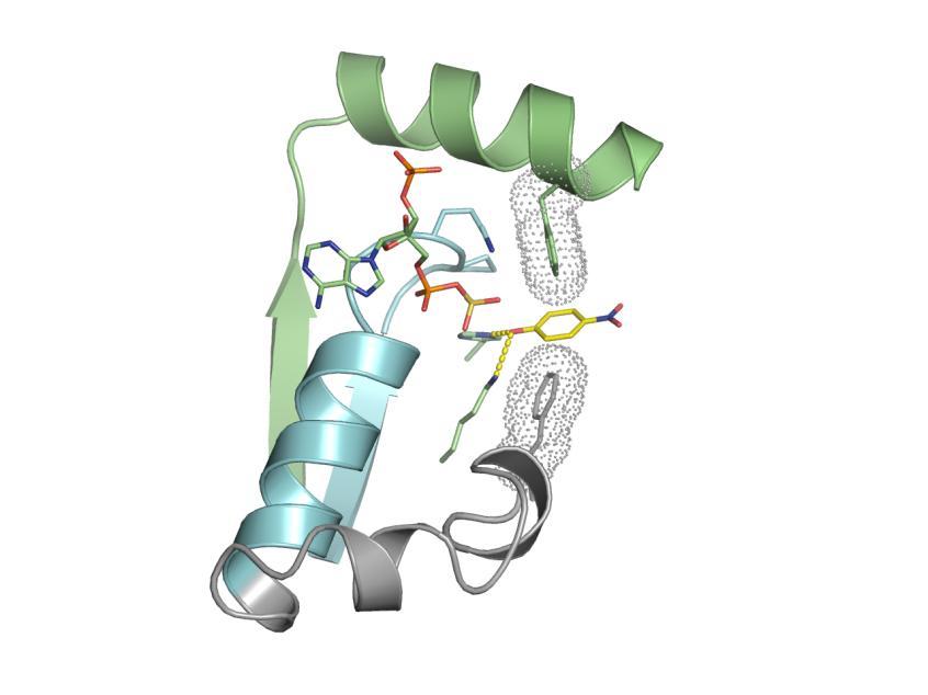 (a) S binding site (the 5 PSB and 3 PB motifs) and acceptor substrate