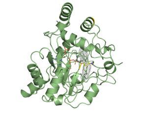 binding site for mouse cytosolic sulfotransferase (SULT1D1).