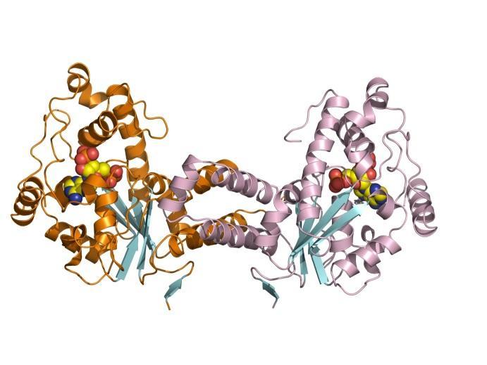 (158 kda). The elution profiles of the R101A and W113A mutants revealed that they are unable to form a dimeric complex.