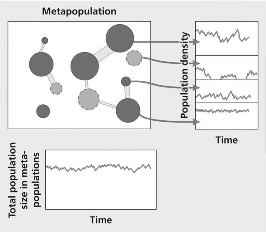 Metapopulations A group of isolated populations linked by immigration. Characterized by repeated extinctions and colonizations.