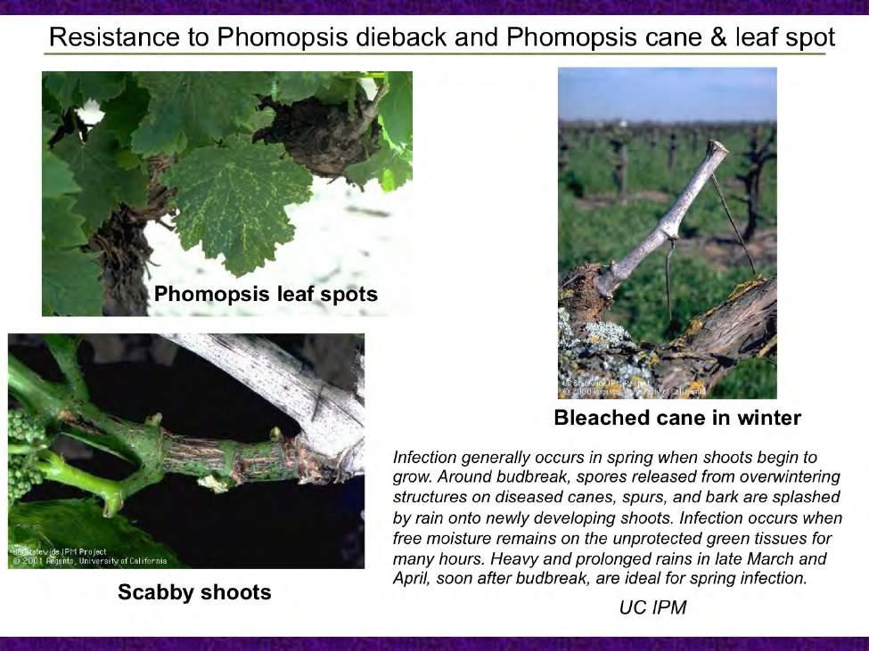A second project in our lab focuses on resistance to another destructive trunk disease, Phomopsis dieback.