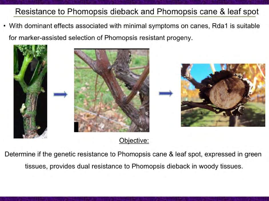 Our objective is to determine if the genetic resistance to Phomopsis cane and leaf spots observed in
