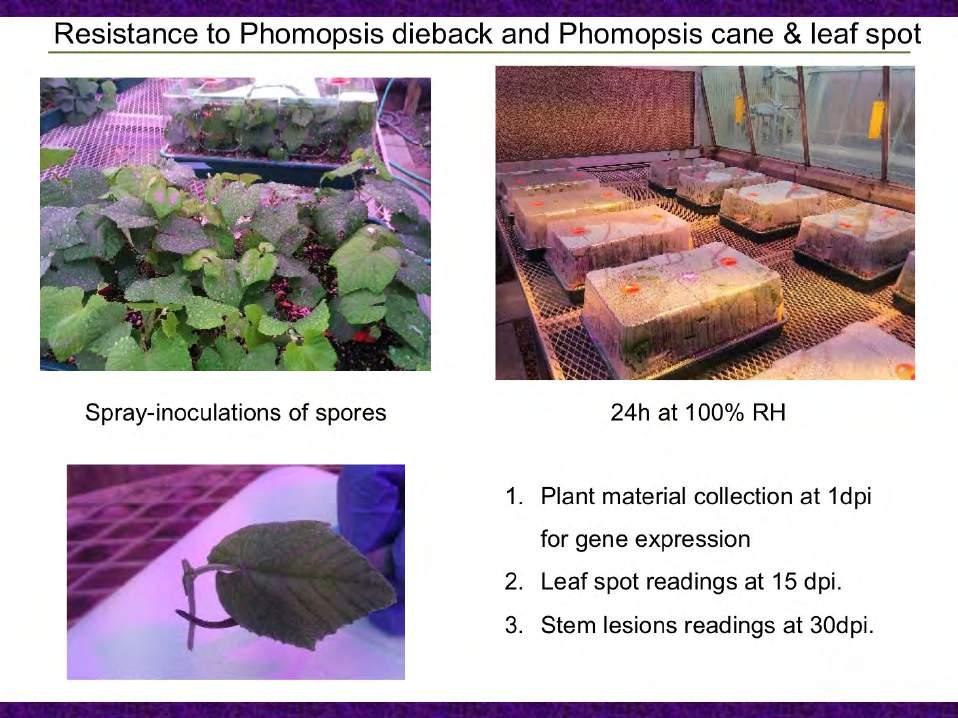 We inoculated these twelve accessions by spraying Phomopsis spore suspensions on leaves and green stems.