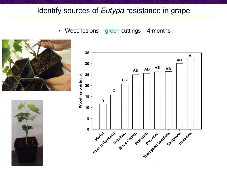 Using green cuttings, we also identified differences in susceptibility of cultivars to lesions developing in lignifying stems.