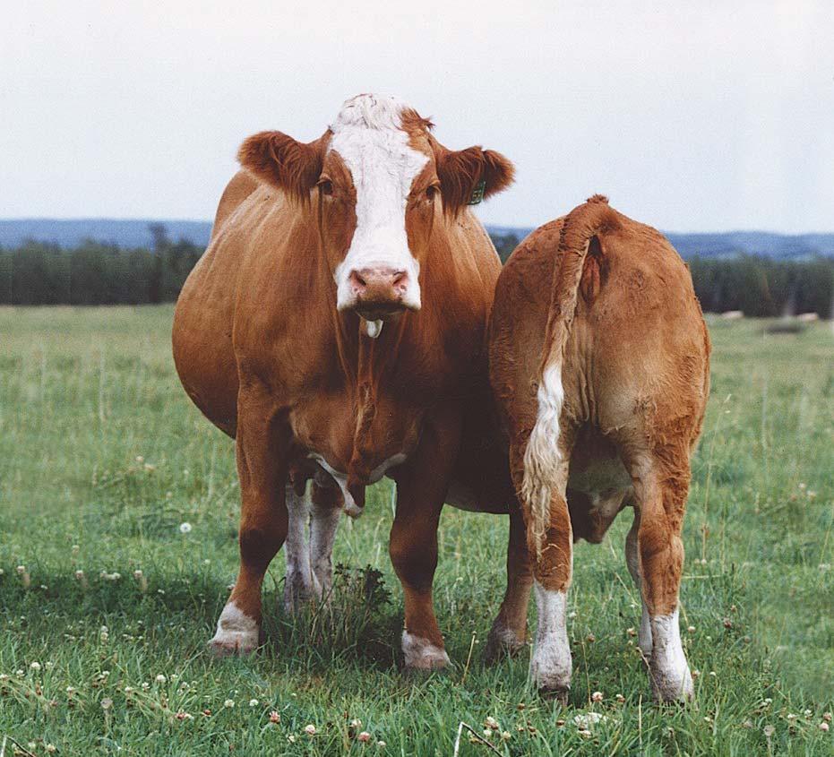 Know your product Simmental Known for