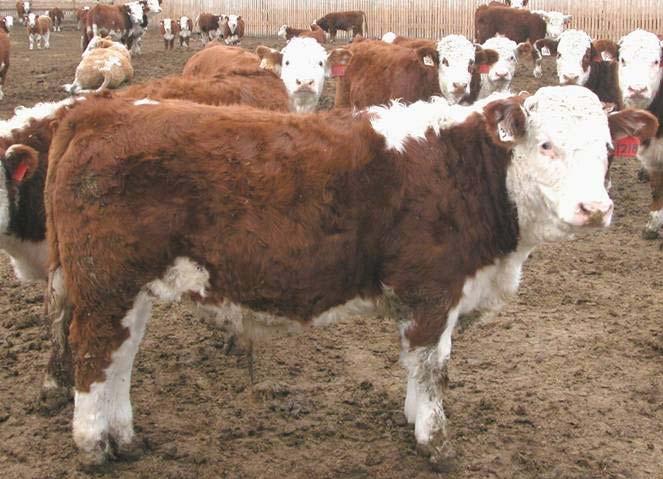 Know your product Simmental Purebred genetics evolved to create large diversity in the breed