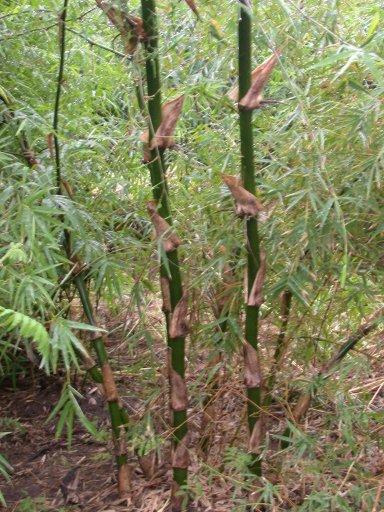 Bamboo and rattan Cultivation of