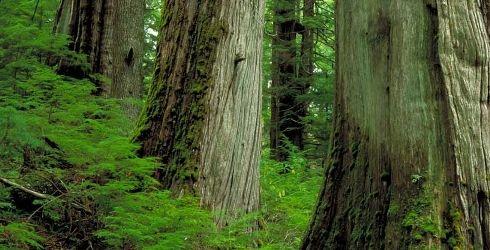 Old Growth Forests Forests that have not been seriously impacted by human activities for