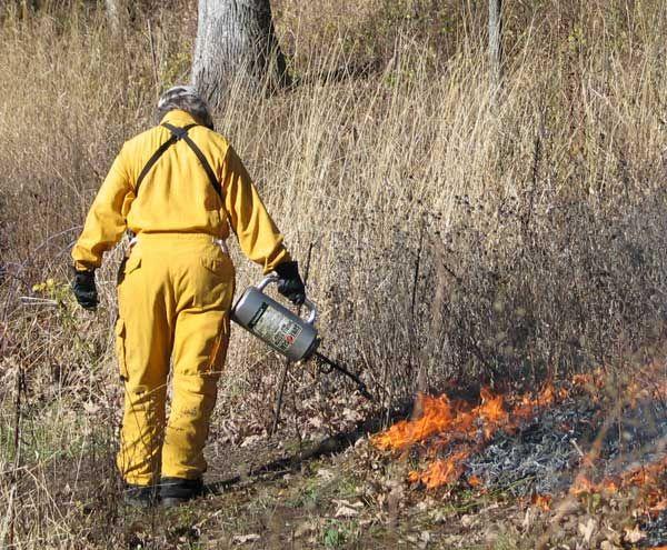 Ecological benefits of surface fires Burn away ground material that could start really destructive fires Free nutrients in slowly