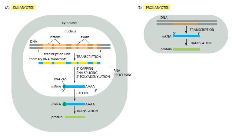 RNA Processing Only eukaryotic primary
