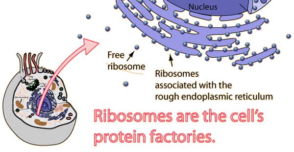 The Ribosomes Ribosomes