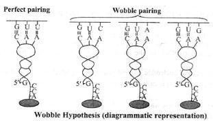 Non-Watson/Crick base-pairing is permissible at the 3