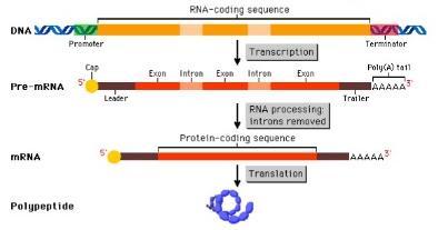 The Products of Transcription Transcription in eukaryotic cells result in pre-mrna, which is consisted of exons & introns.