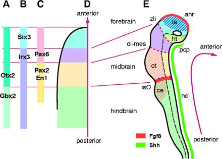 Progressive subdivision of the neural