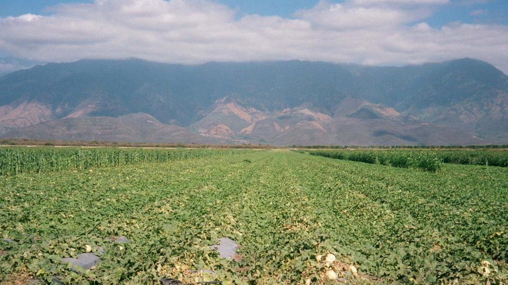Zacapa Valley- Jan 2001 Monoculture of melons 40,000