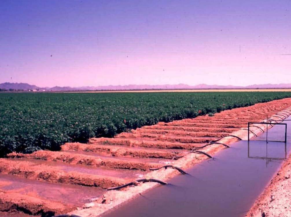 Synergized Pyrethroids in Arizona Cotton -1995 documented reduction in susceptibility in lab bioassays