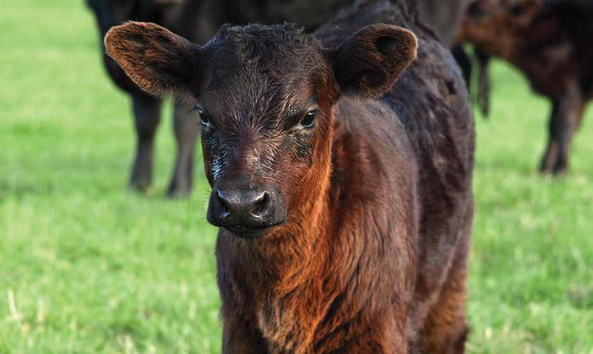 DAIRY-BEEF PRODUCTION FACT SHEET Investigating New Marketing Options to Increase Beef Production in Ontario The Beef Farmers of Ontario (BFO) has investigated potential feeding strategies with