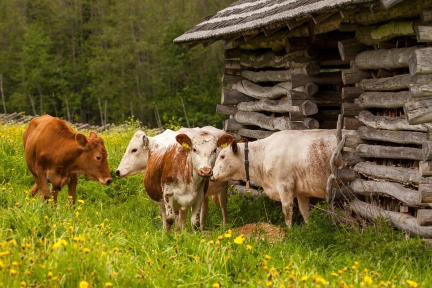Finnish cattle breeds Three native cattle