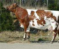 Ayrshire 39,5 % Holstein 1,5 % Finncattle