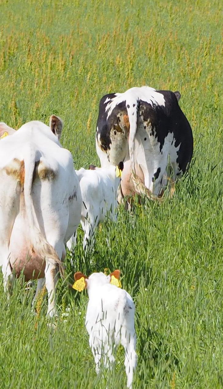 Finnish National Strategy for Farm Animal Genetic Resources National animal genetic resources strategy was launched in 2004 In addition to cattle and sheep, horse, chicken, dog, bee,