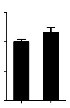 Supplementary Figure Klf5. Ctgf 1..5 Klf5 +/- 1.