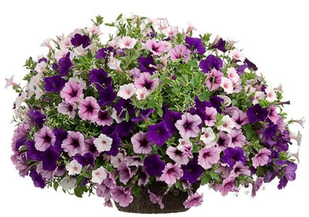 25 CAST By Age Using the following scale, how likely would you be to purchase a 2.0 gallon petunia such as the below for $16.98?