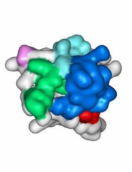ALX-0081 - a novel anti-thrombotic Anti-vWF Nanobody Bivalent Nanobody 28kDa Two identical anti-vwf A1 domains Inhibits platelet adhesion to