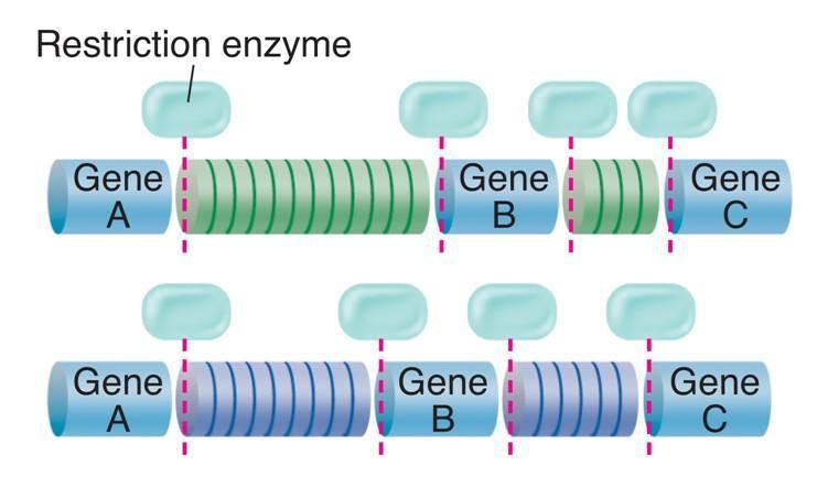 Human DNA Analysis Restriction enzymes are used to cut