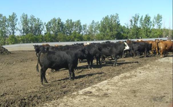 Properly compact the feedlot surface and subsurface layers to prevent cattle from loosening the manure.