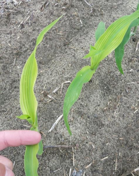 1 and 2) and is similar to conditions that Virginia farmers experienced in Spring 2010. There are many reasons for the corn to be yellow that range from nutrient deficiencies to abiotic factors.