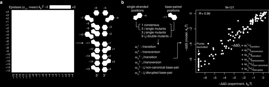 b, We selected position- informative sets of variants (N=121) at single- stranded and base- paired positions, and generated a binary matrix with annotation terms describing the presence (1) or