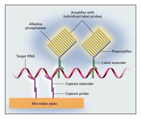 bdna Workflow Target Capture RNA Capture Target Probe Set contains specific probes to target ~400 nucleotide region of target Capture Extender (CE) composed of generic and target-specific regions