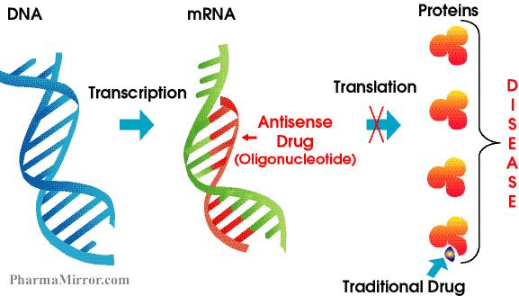 Oligonucleotide Therapeutics How They Work Antisense Mechanism Hybridize oligos and inactivate mrna to inhibit protein translation through RNAse H-mediated degradation of target RNA or