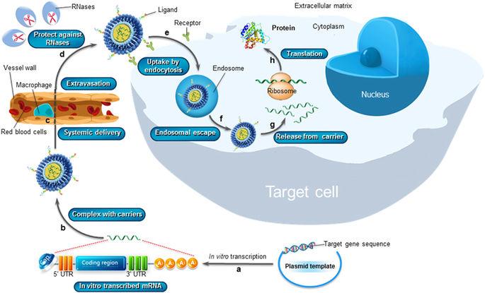 Oligonucleotide Therapeutics How They Work Modified mrna technology Delivery of mrna directly to the cell resulting in protein translation Delivery to the cytoplasm for protein translation