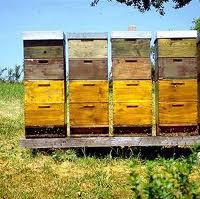 REPRODUCTION WHERE TO PUT YOUR HIVE? www.beginningbeekeeping.