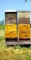 FEEDING MAKES BEES LAZY Honey bees will ALWAYS get food from the