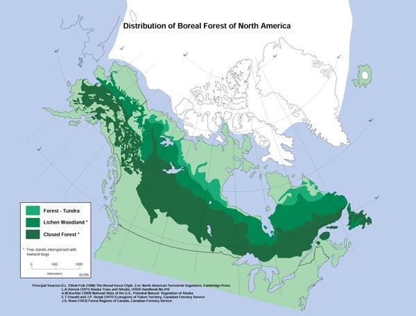 The boreal forest is dominated by conifers, which are trees with needle-shaped leaves.