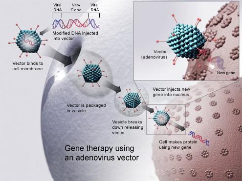Human gene therapy uses transgenes (foreign DNA) to a disease Personal genomics involves sequencing a diseased individual s DNA and finding a mutant gene - Then, doctors attempt to add the correct