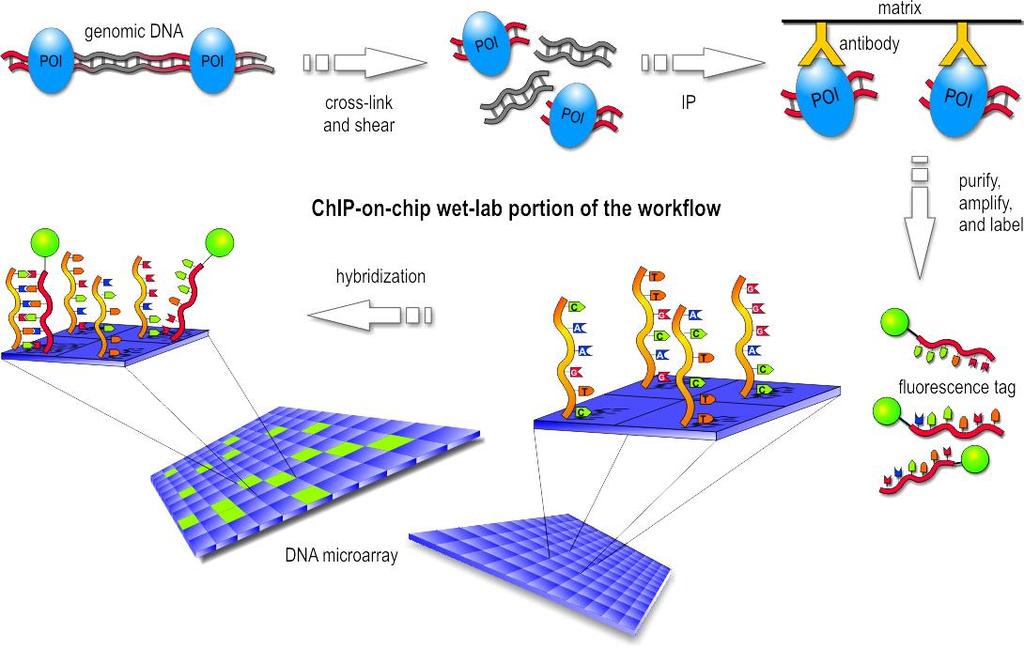- Two-hybrid test is used to study protein interactions in live cells - ChIP