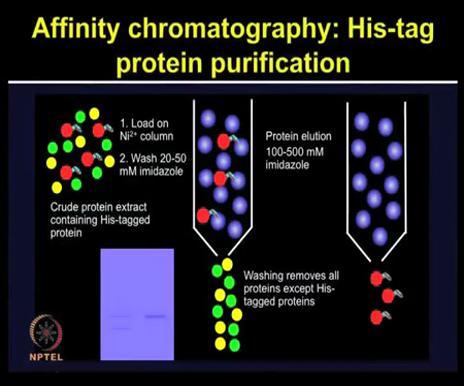 (Refer Slide Time: 24:18) So we just discussed...there are various strategies, by adding a tag or by applying some affinity interaction, the proteins can be purified.
